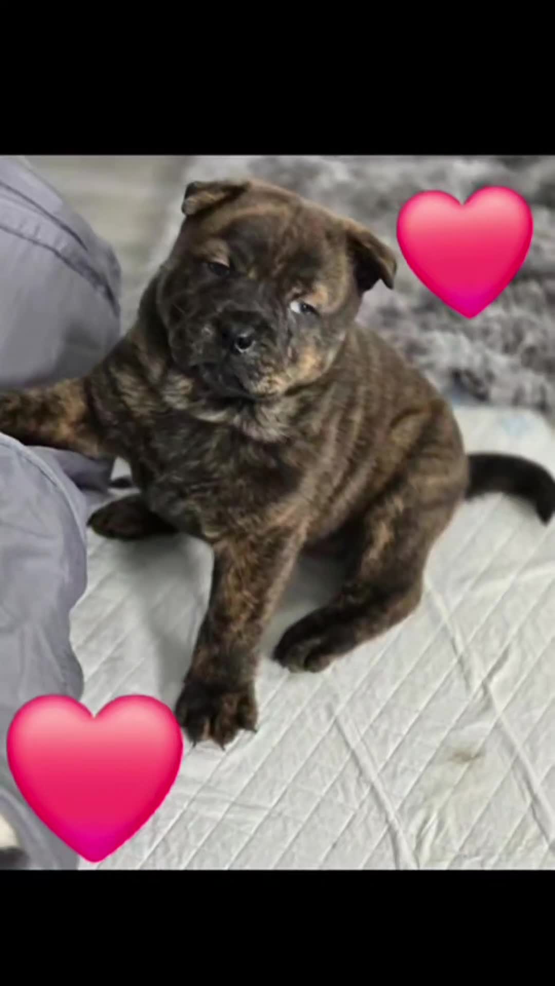 Mixed Breed dogs for sale: Chaffy puppies - Video 2