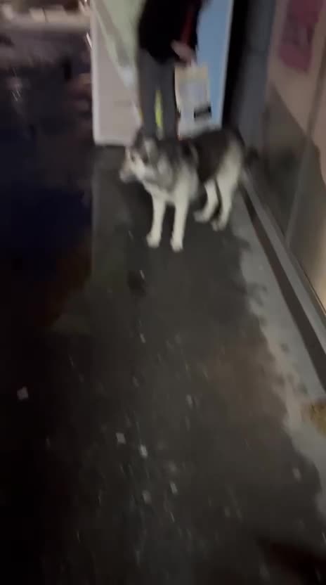 Mixed Breed dogs for adoption: 🐾 Meet Larisa - a gentle girl for a Loving Home💛 - Video 4