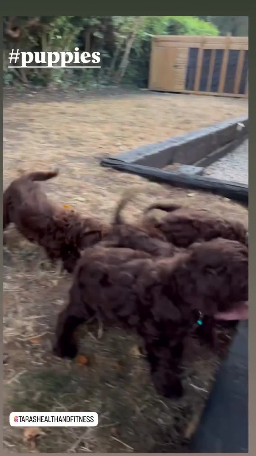Cockapoo dogs for sale: 2 GIRL F1 COCKAPOOS  - Video 3