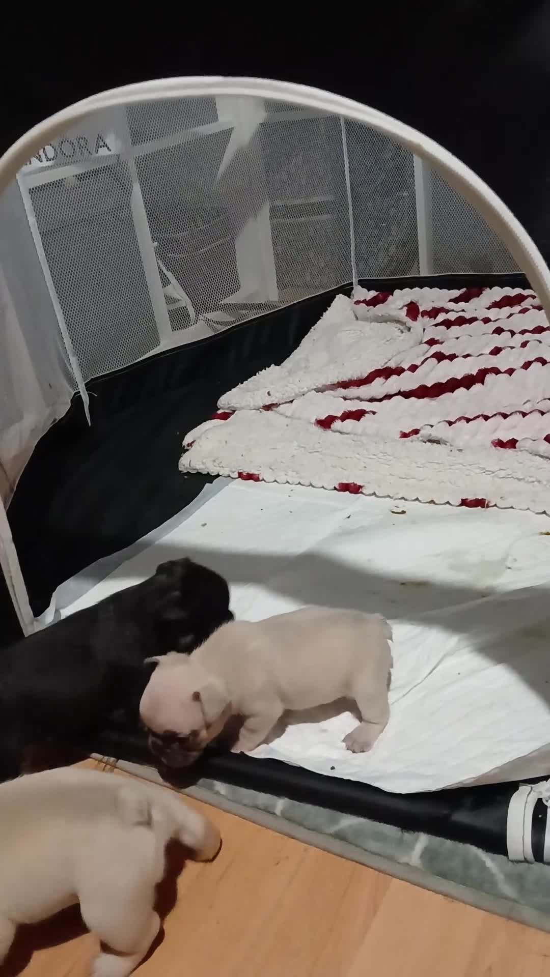 French Bulldog dogs for sale: Gorgeous frenchie pups - Video 2