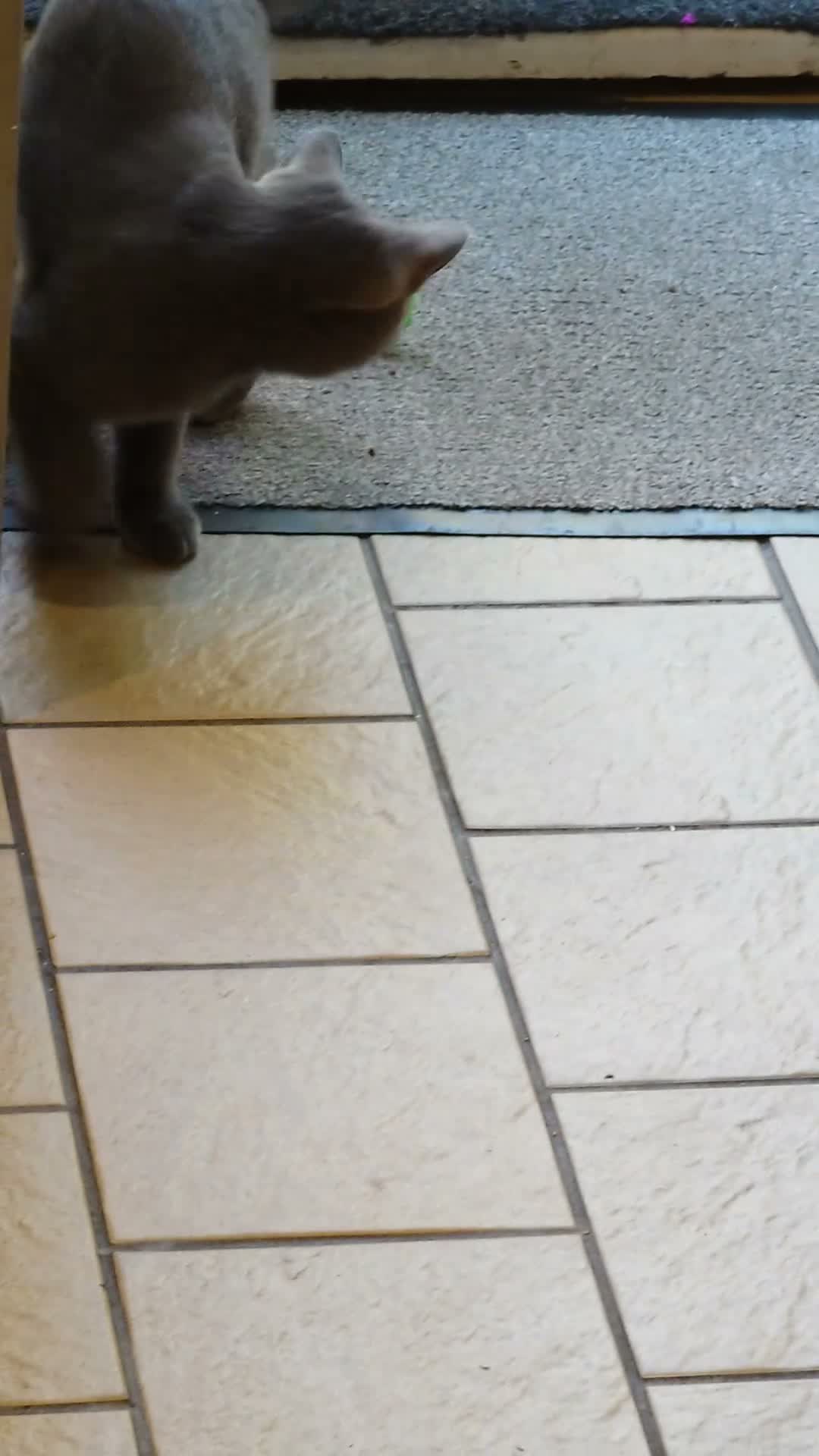 Scottish Fold cats for sale: Beautiful Scottish straight  - Video 1