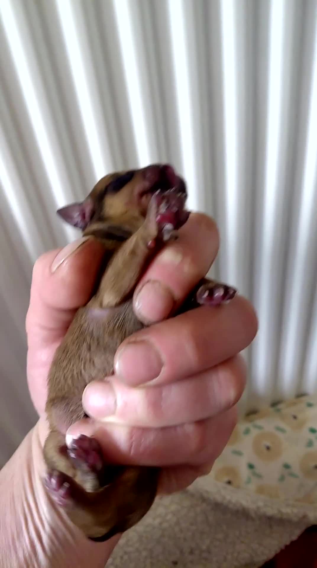 Jack Russell dogs for sale: Gorgeous miniature Jack Russell puppies  in Larkhall - Video 4