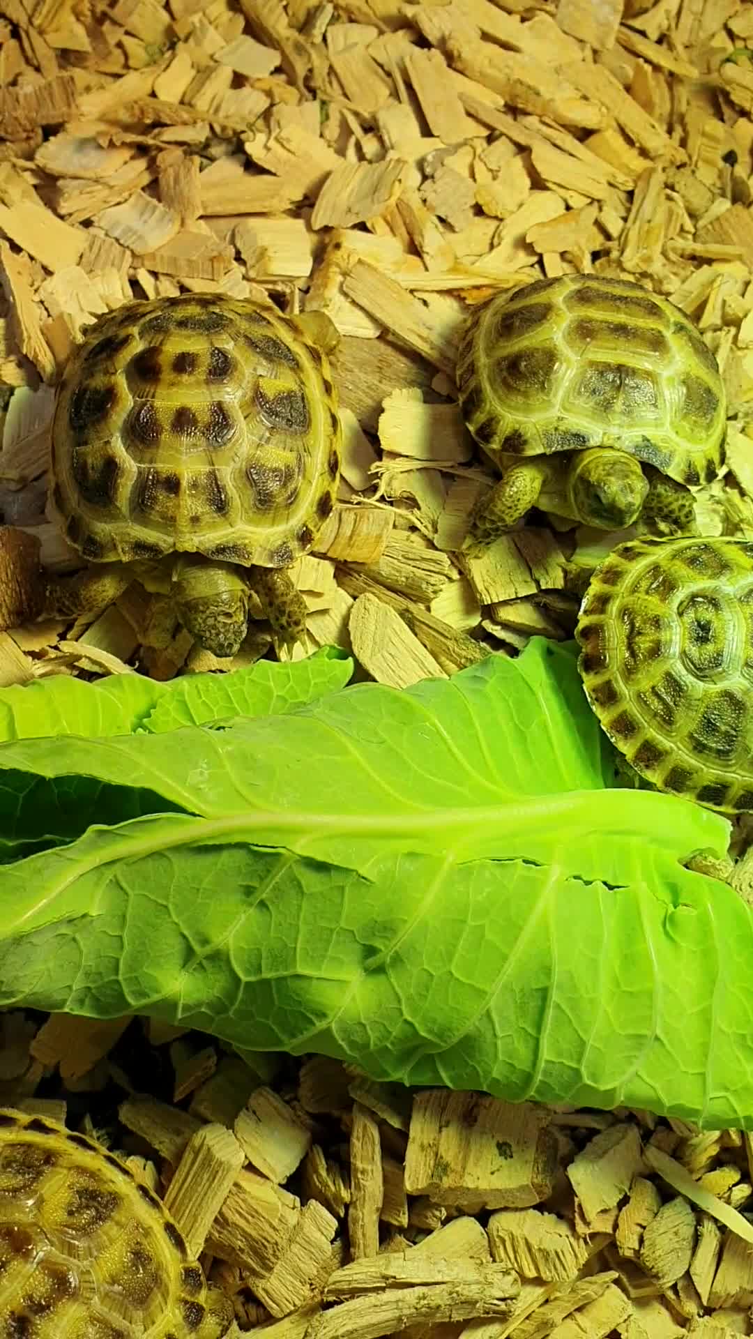 Tortoise reptiles for sale: Baby horsefield tortoise with full set up  - Video 1