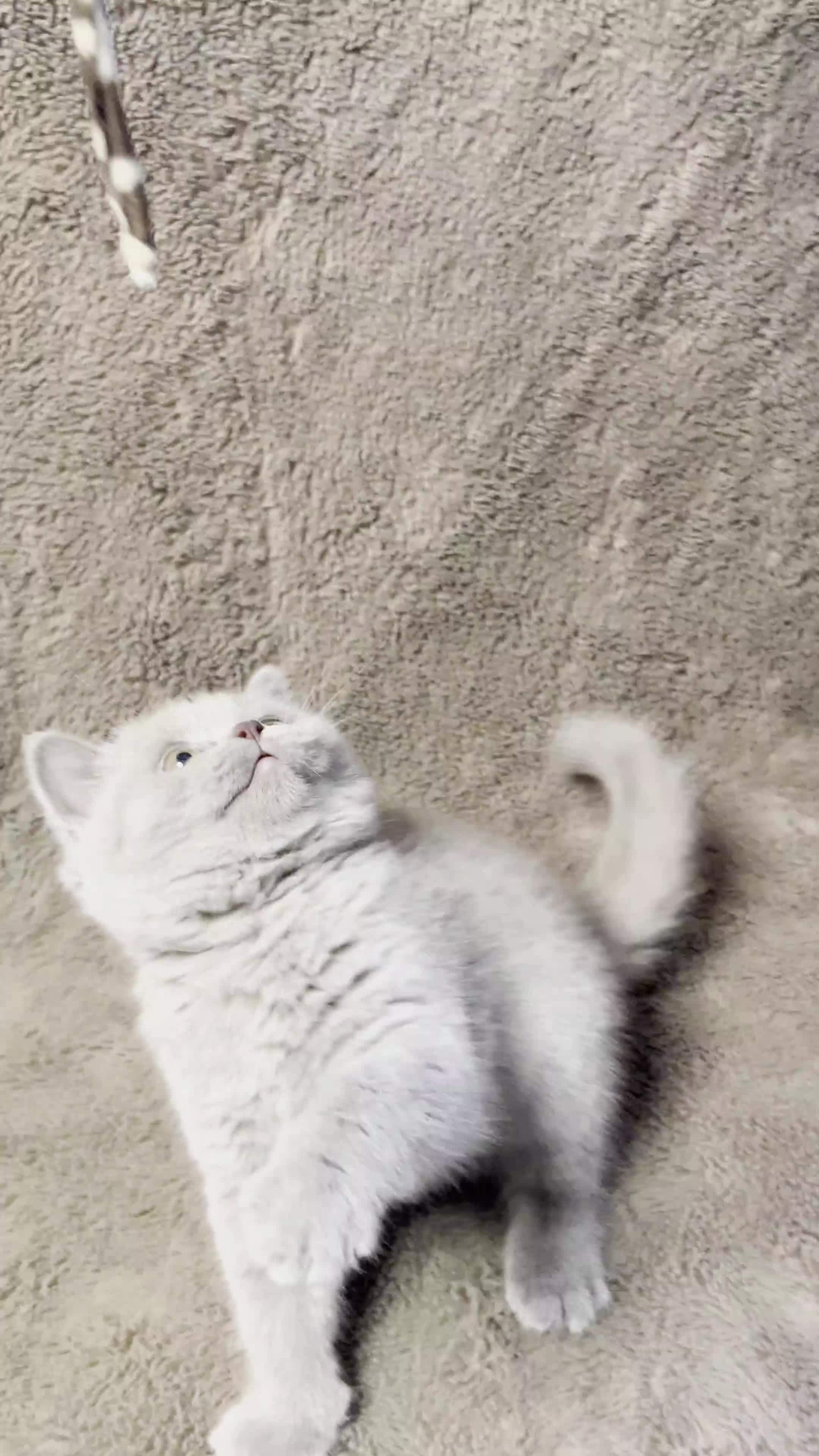 British Shorthair cats for sale: Last Female Lilac BSH TIKTOK FAMOUS  - Video 4