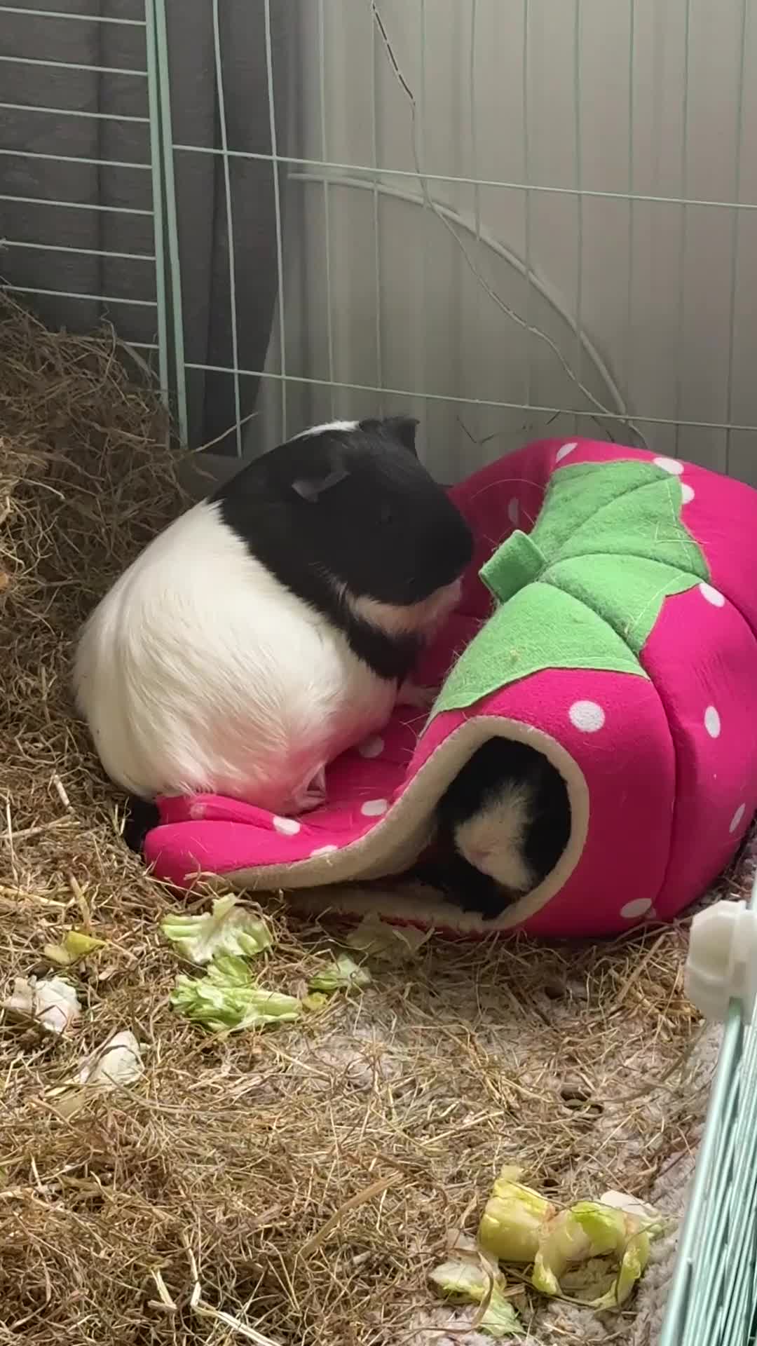 Guinea Pig rodents for sale: Three bonded female guinea pigs  in Stockport - Video 1