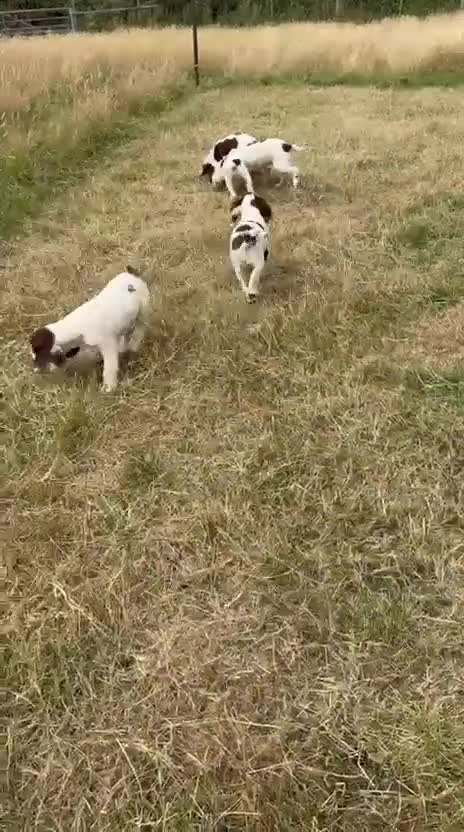 English Springer Spaniel dogs for sale: English Springer Spaniel Pups For Sale - Video 3