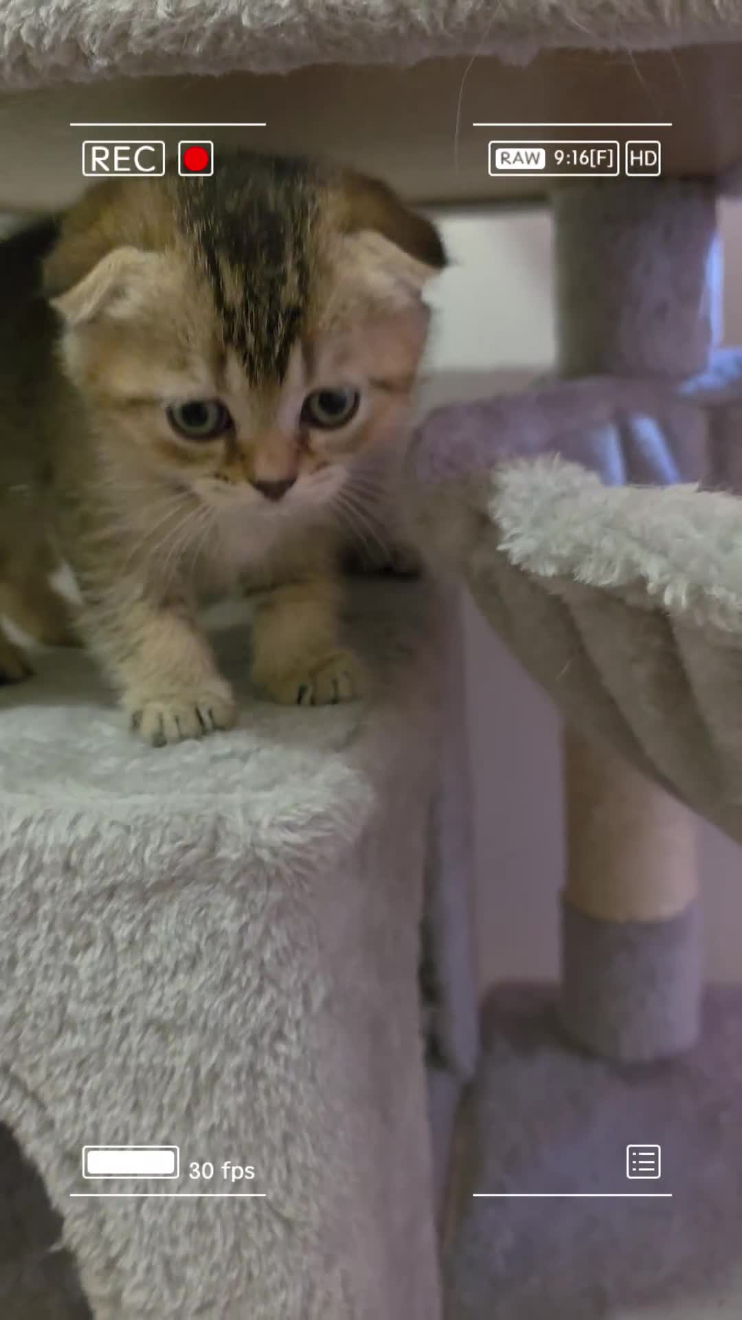 Scottish Fold cats for sale: British short hair x Scottish fold kittens in Romford - Video 1