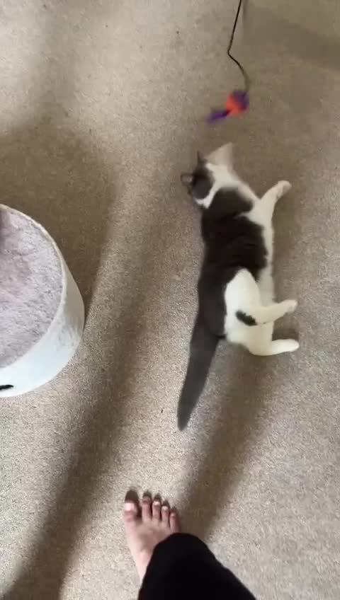 British Shorthair cats for sale: British Shorthair + Scottish Fold looking for home - Video 3