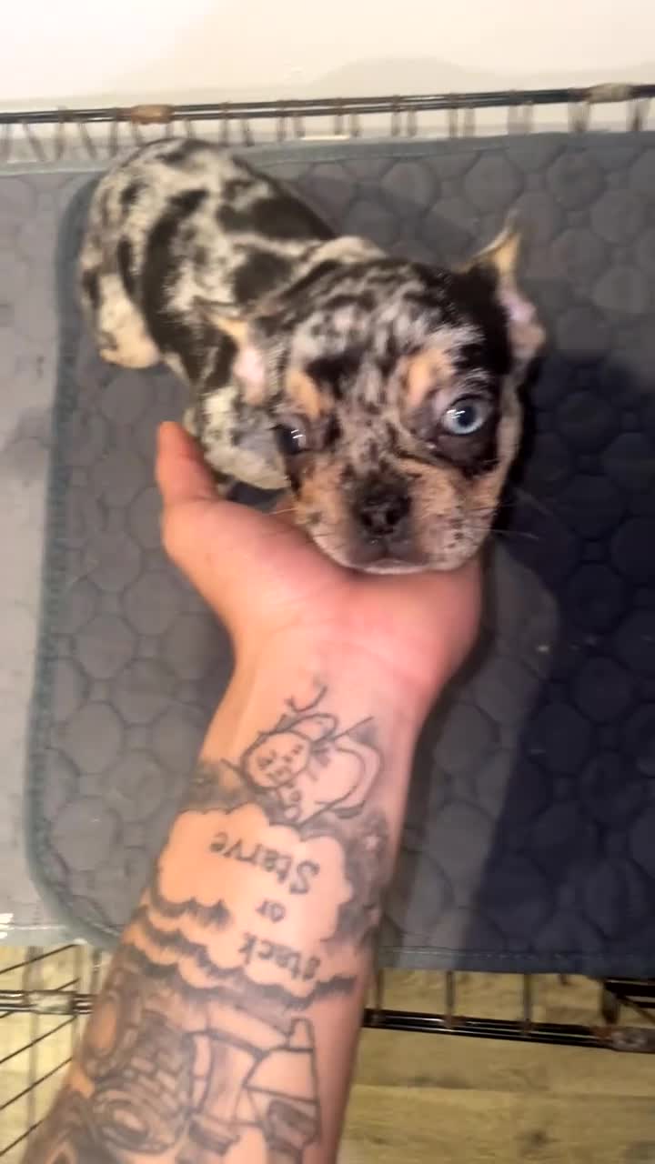 French Bulldog dogs for sale: The triplet boys  - Video 1