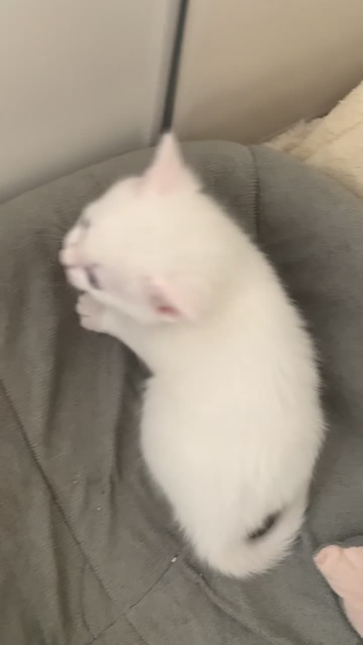 Mixed Breed cats for sale: Cross breed full White & white and ginger kittens  - Video 1