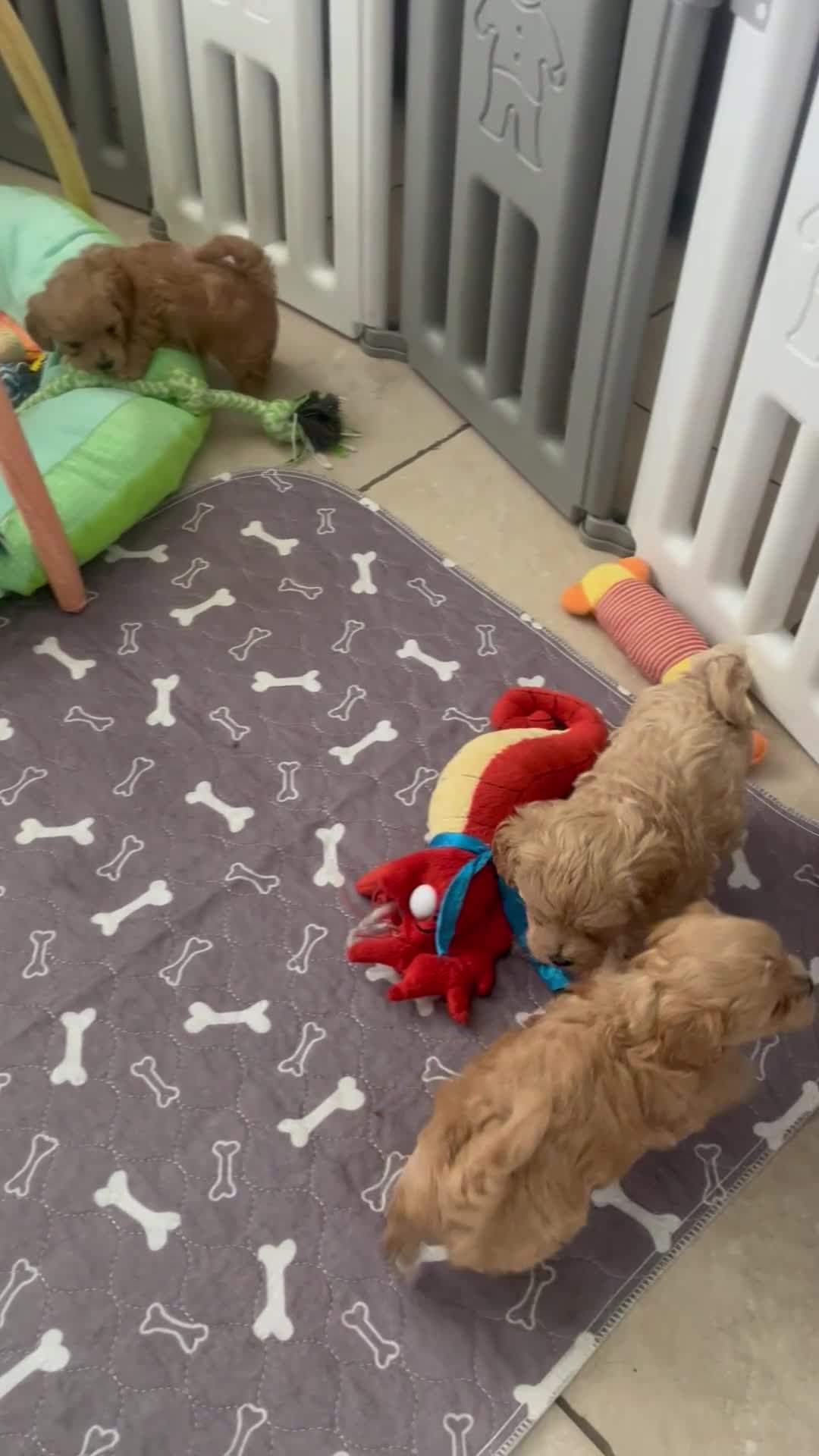 Maltipoo dogs for sale: Asian Mum/Korean Dad bred Maltipoo puppies - Video 1