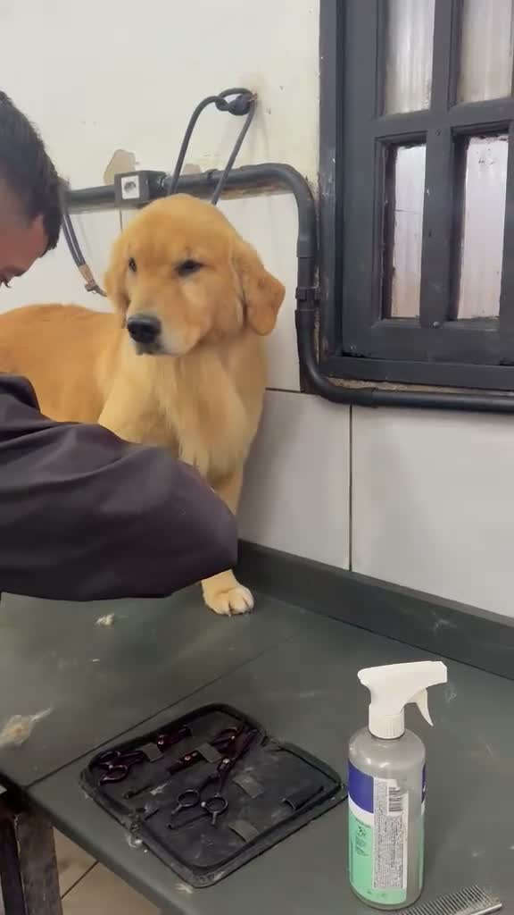 Golden Retriever dogs for sale: Outstanding American Golden Retrievers - Video 1