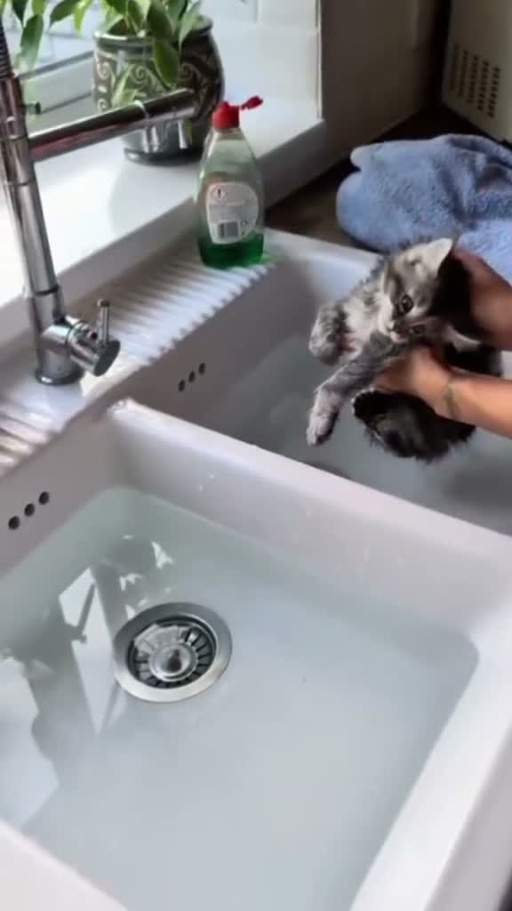 Maine Coon cats for sale: ⚜️ Championline mainecoon kittens ⚜️ - Video 1