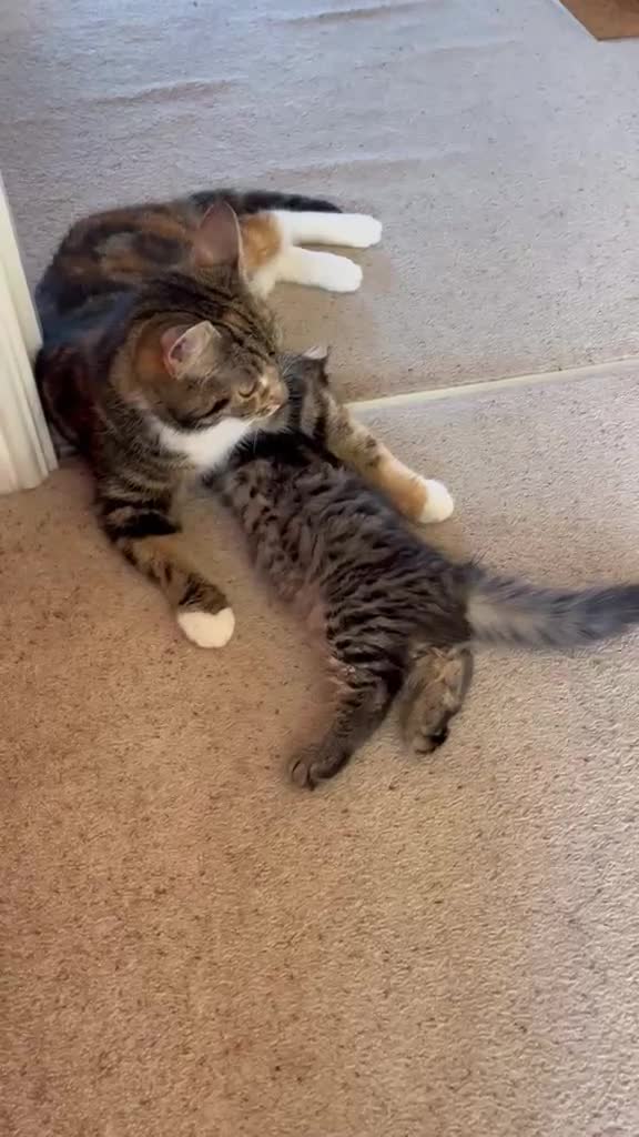 Domestic Shorthair cats for adoption: 2x gorgeous female rescue kittens need homes - Video 1