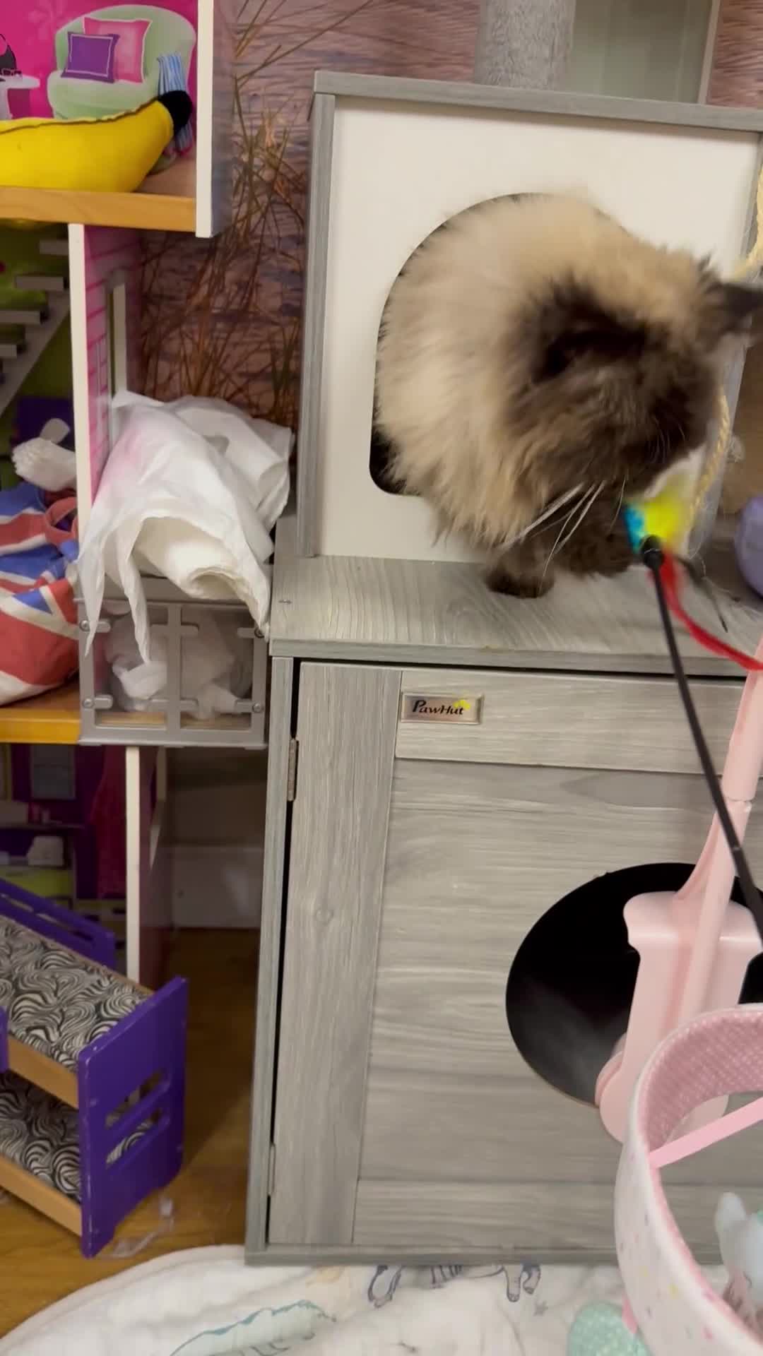 Persian cats for sale: Himalayan Persian Boy  - Video 1