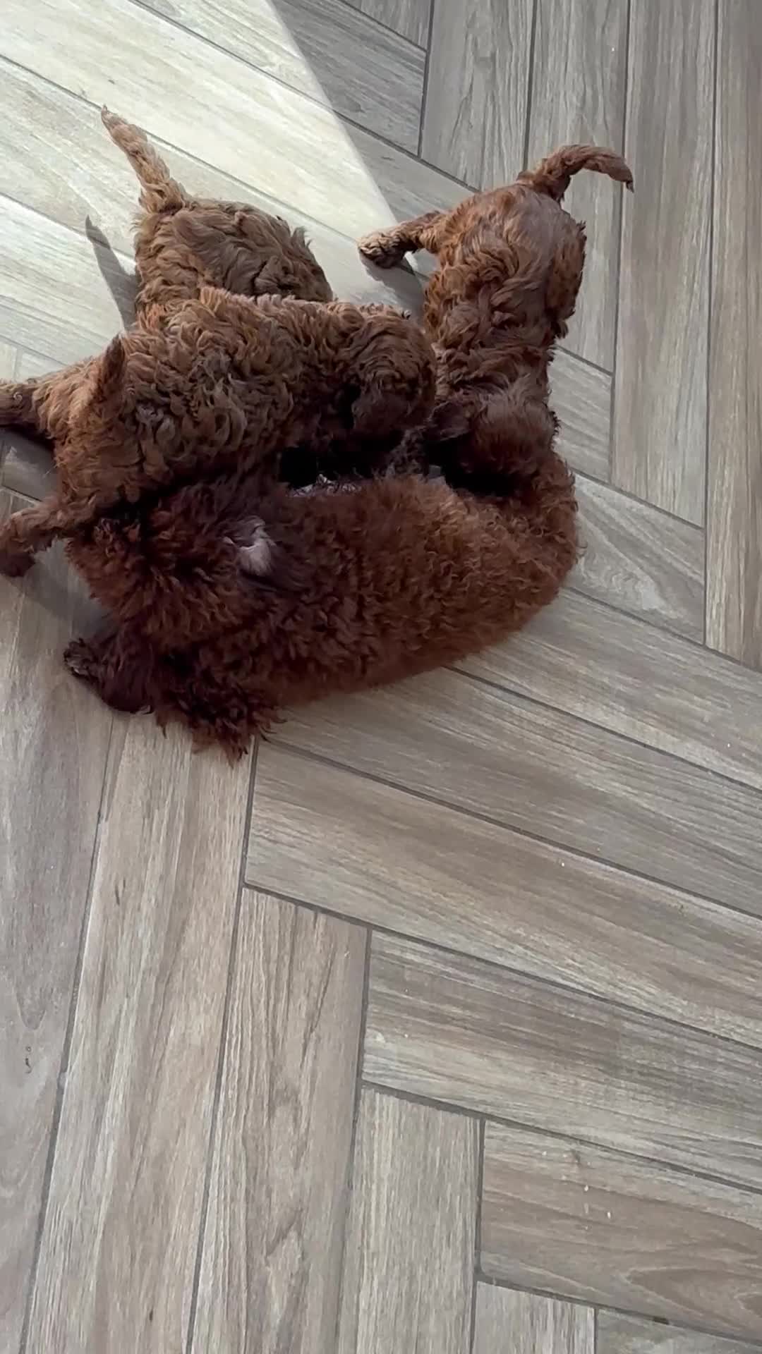 Toy Poodle dogs for sale: Adorable mini Asian poodle  - Video 1