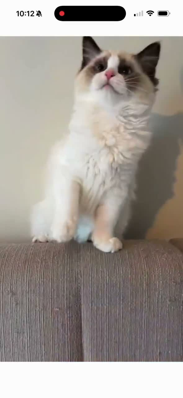 Ragdoll cats for sale: 🏆 RAGDOLL KITTENS 🏆 SHOW QUALITY  - Video 4