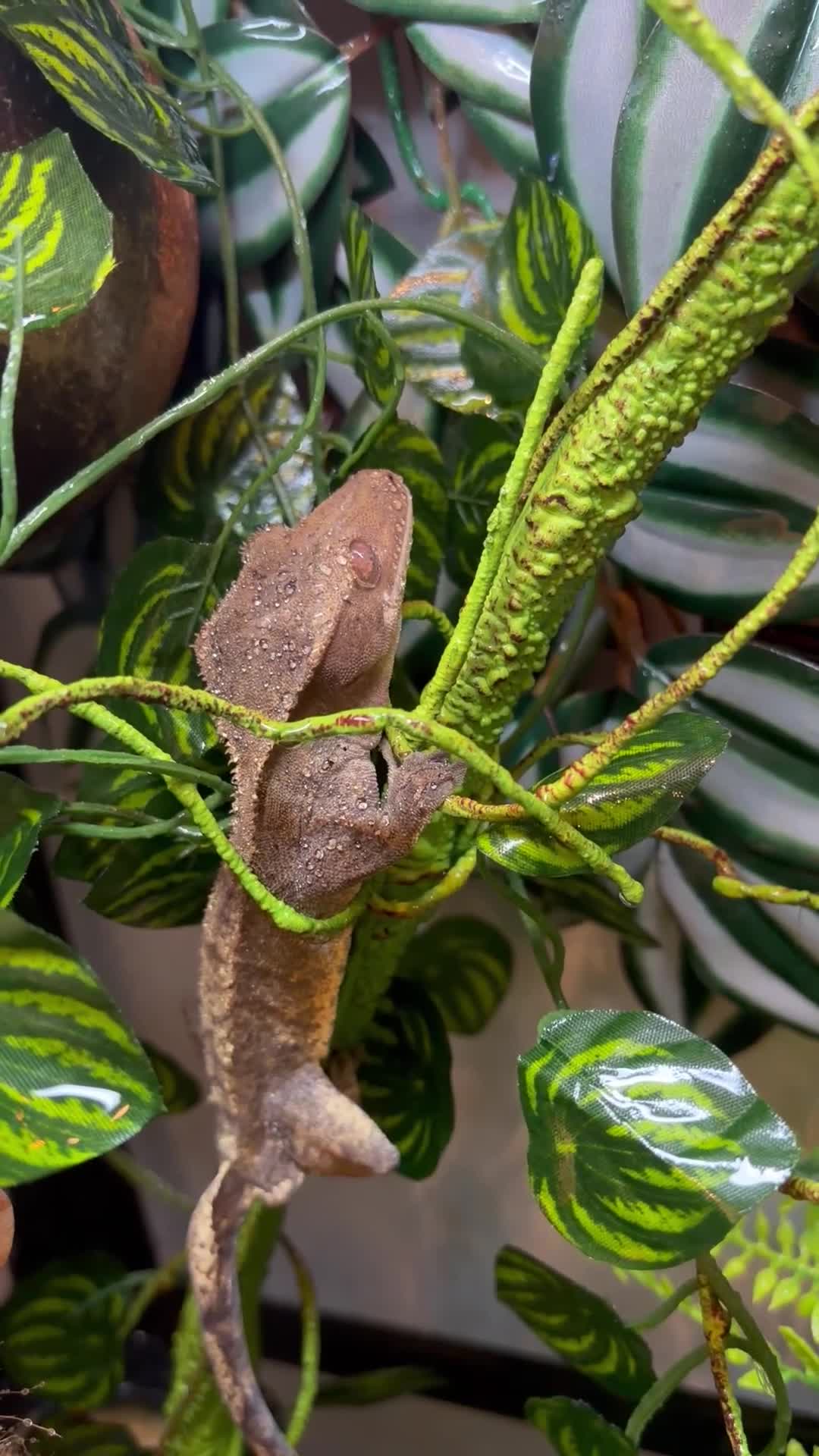 Gecko reptiles for sale: Loki the crested gecko  - Video 1