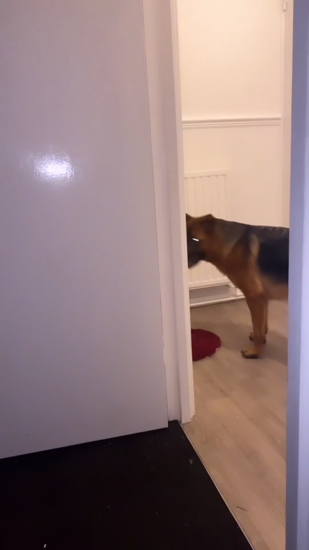 German Shepherd dogs for sale: EX POLICE- HIGH POTECTION GSD FAMOUS BLOODLINE✅ - Video 2