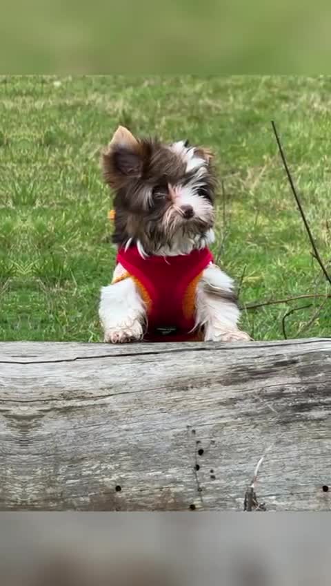 Yorkshire Terrier dogs for sale: Yorkshire Terrier Puppies - Video 1