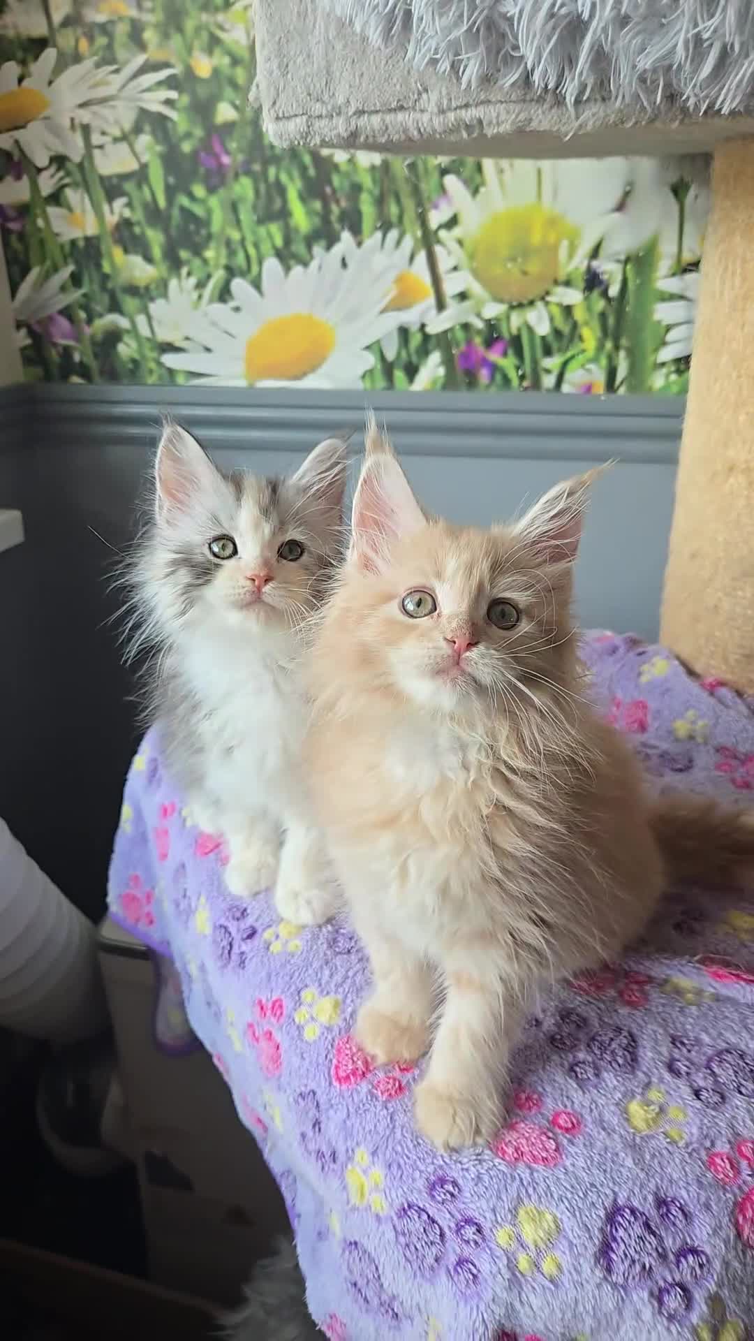 Maine Coon cats for sale: Stunning TICA Maine Coon kittens - Video 1