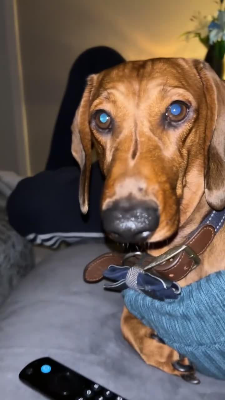 Dachshund dogs for sale: Red pedigree Dachshund  - Video 1