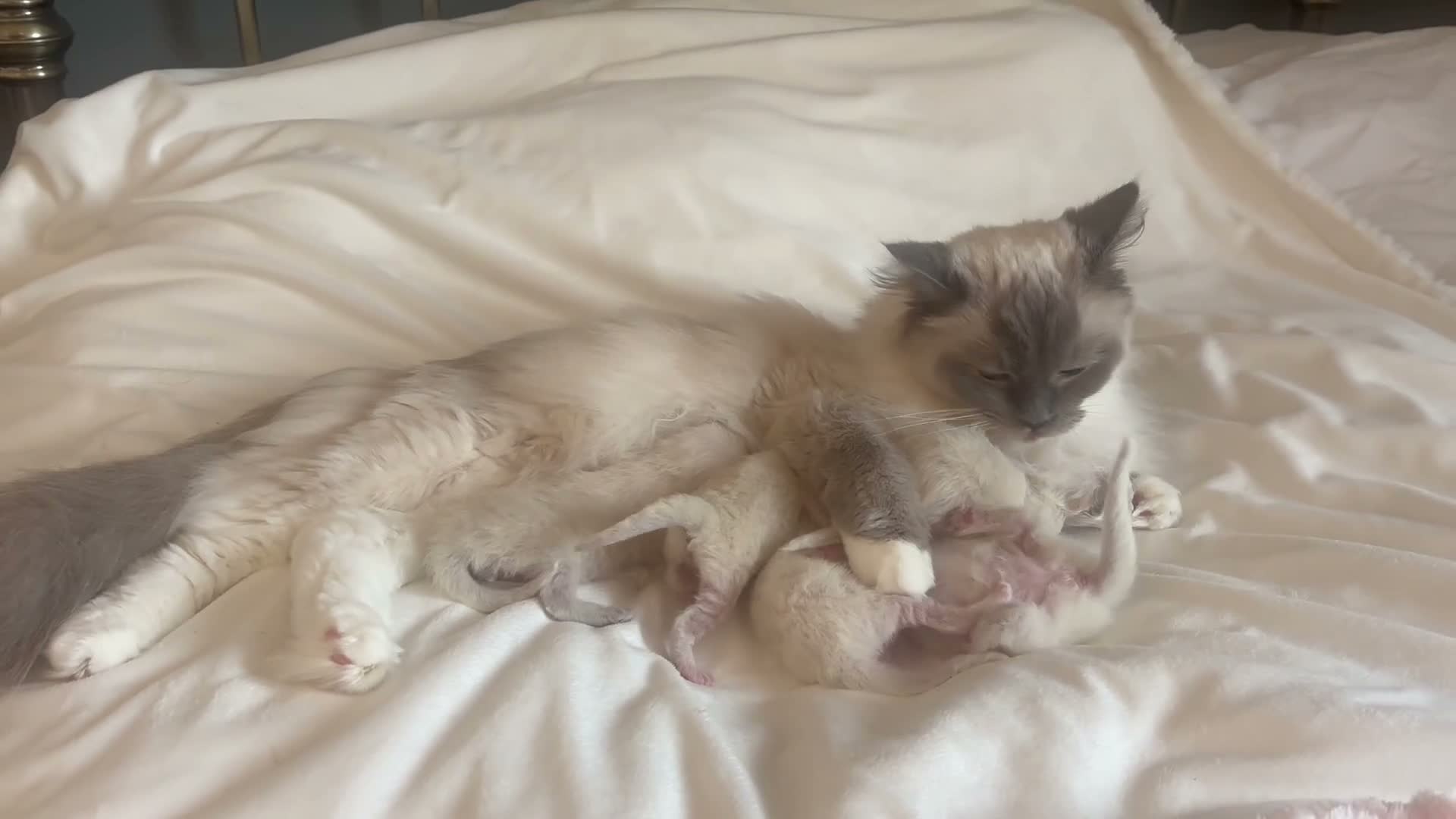 Ragdoll cats for sale: READY NOW, GCCF Registered Lilac Ragdoll Kitten  - Video 2