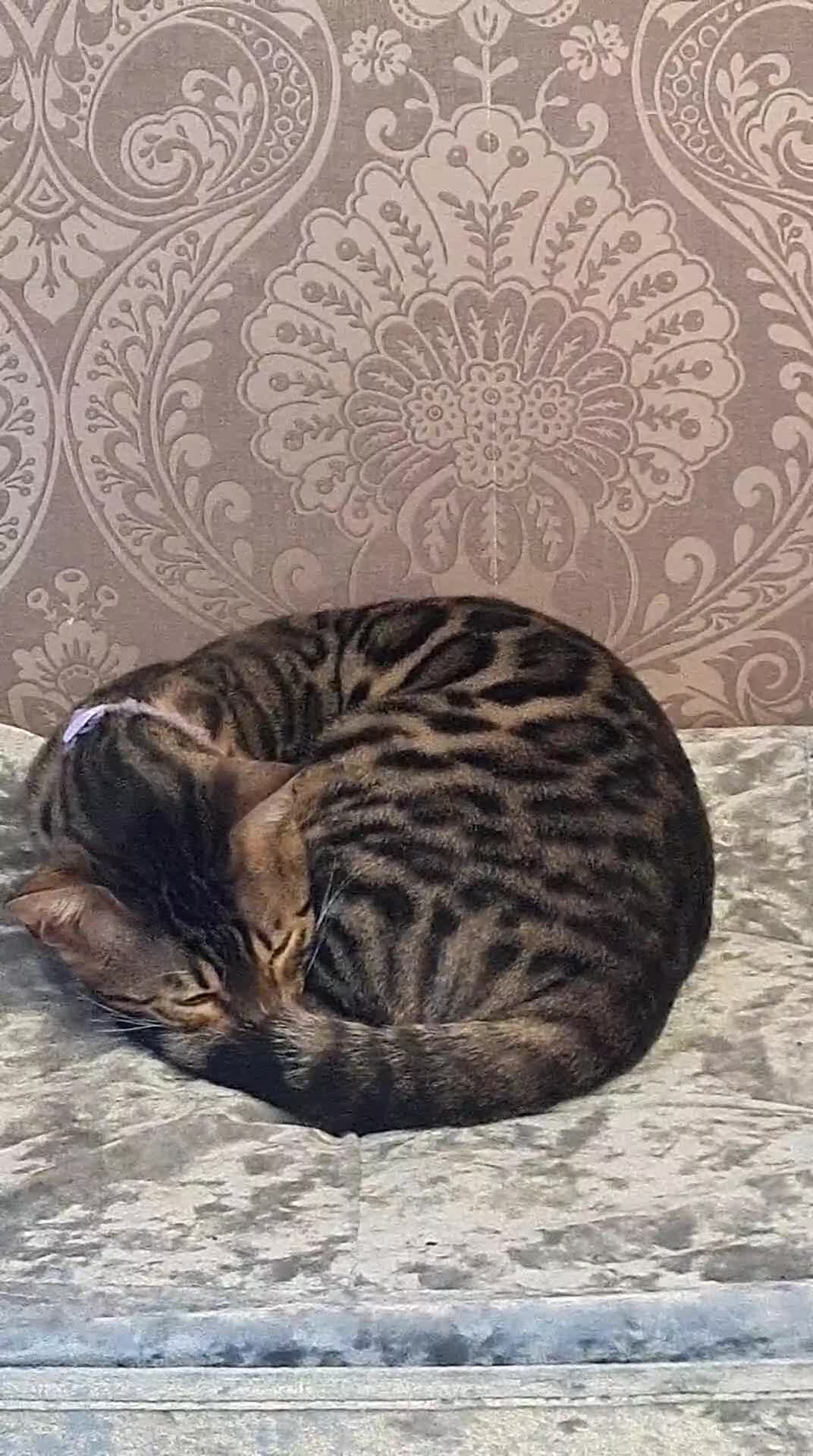 Bengal cats for sale: Bengal cat  - Video 1