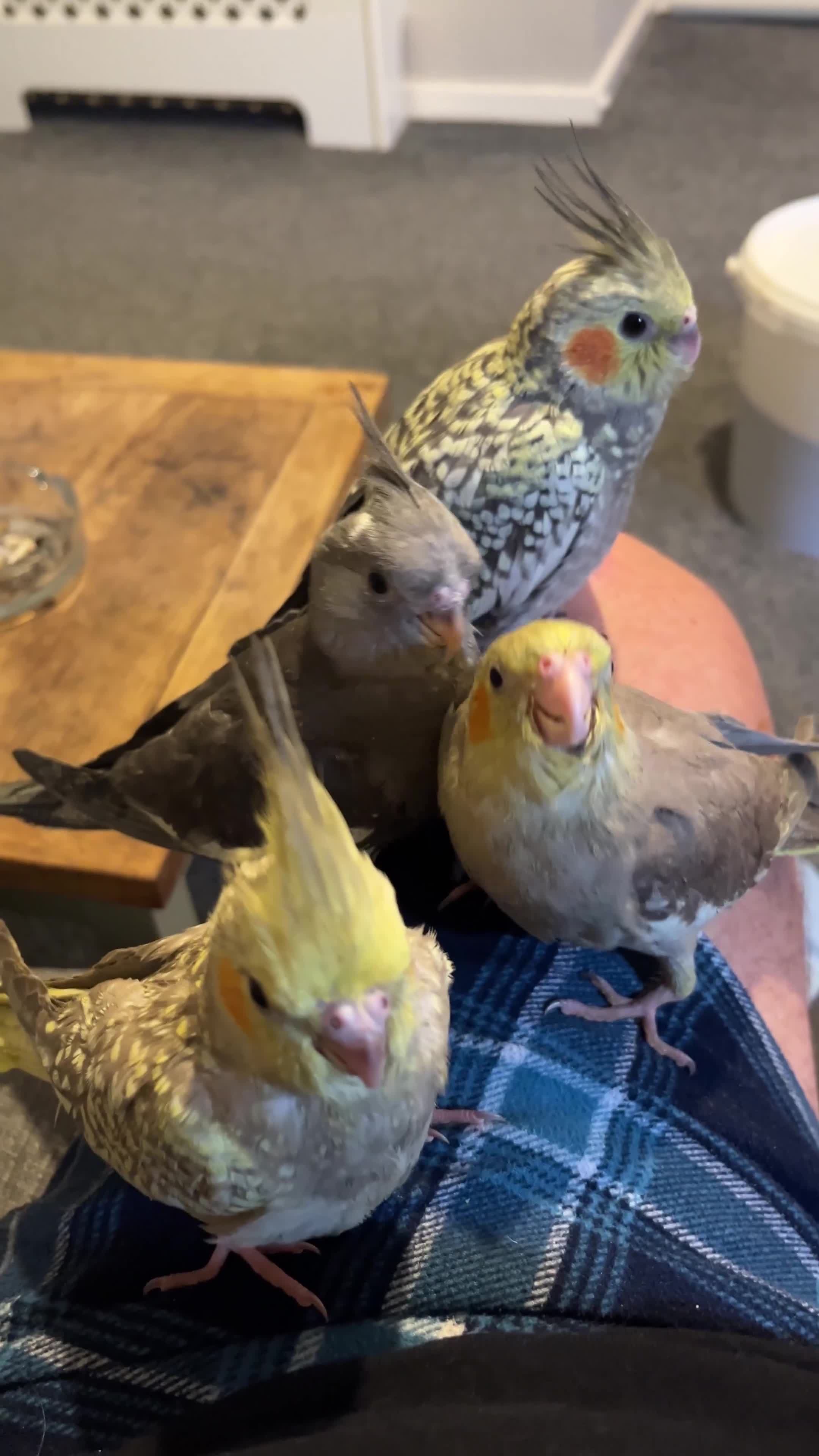 Cockatiels birds for sale: Baby hand reared cockatiels  - Video 2