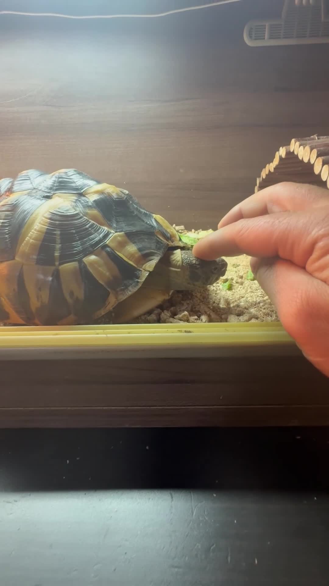 Hermann Tortoise reptiles for sale: Hermann’s with Full Setup (Certificate &Microchip) - Video 1