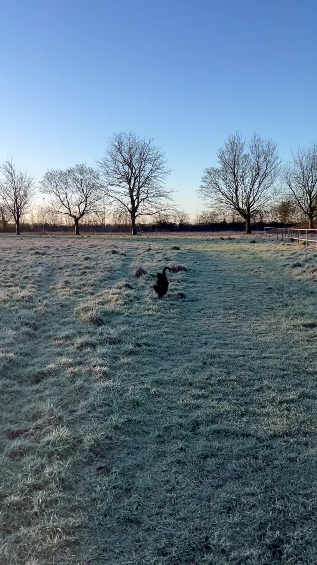 Kerry Blue Terrier dogs for sale: Kerry blue terrier girl KC Reg 12 months old - Video 1