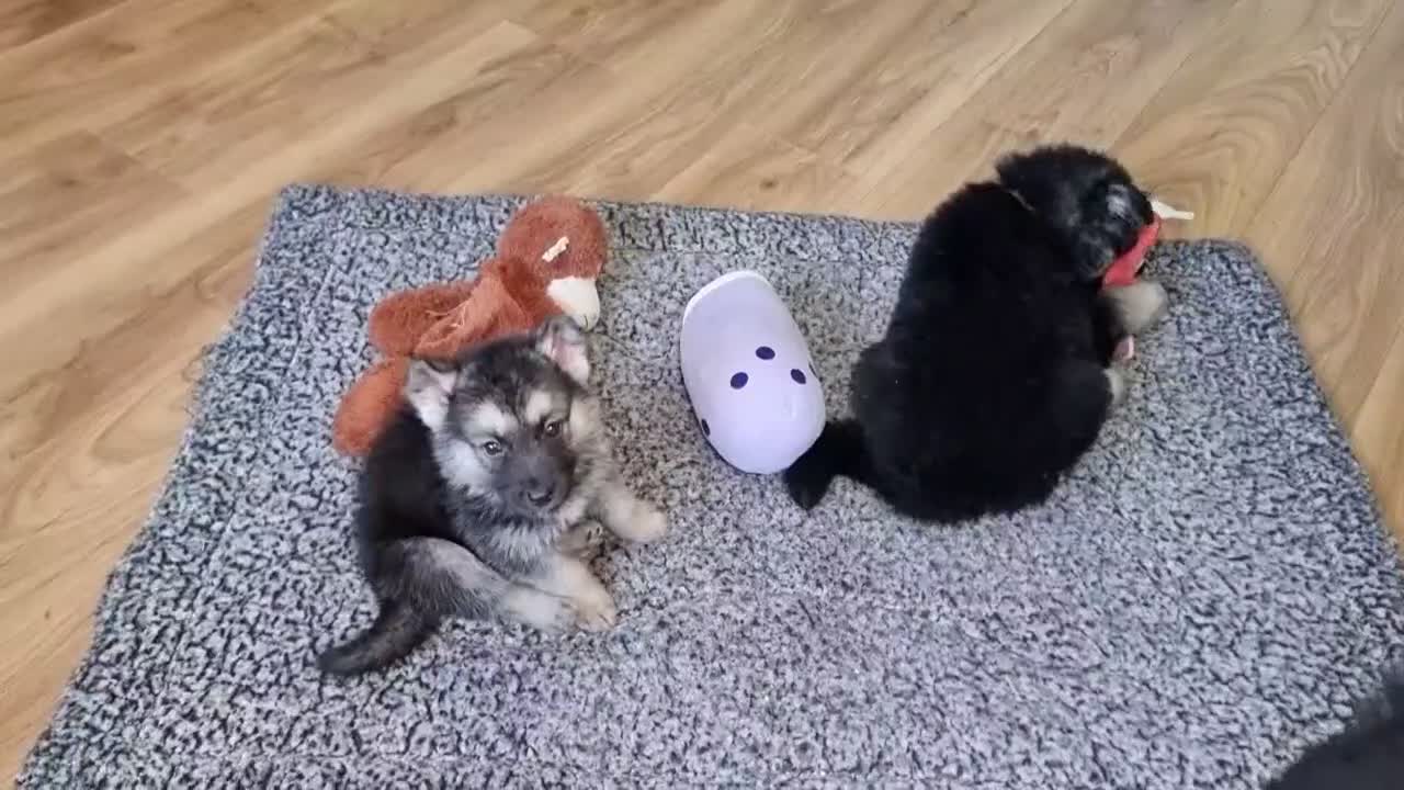 Shepsky dogs for sale: Stunning German Shepherd × Husky/Akita Puppies  in Much Wenlock - Video 4