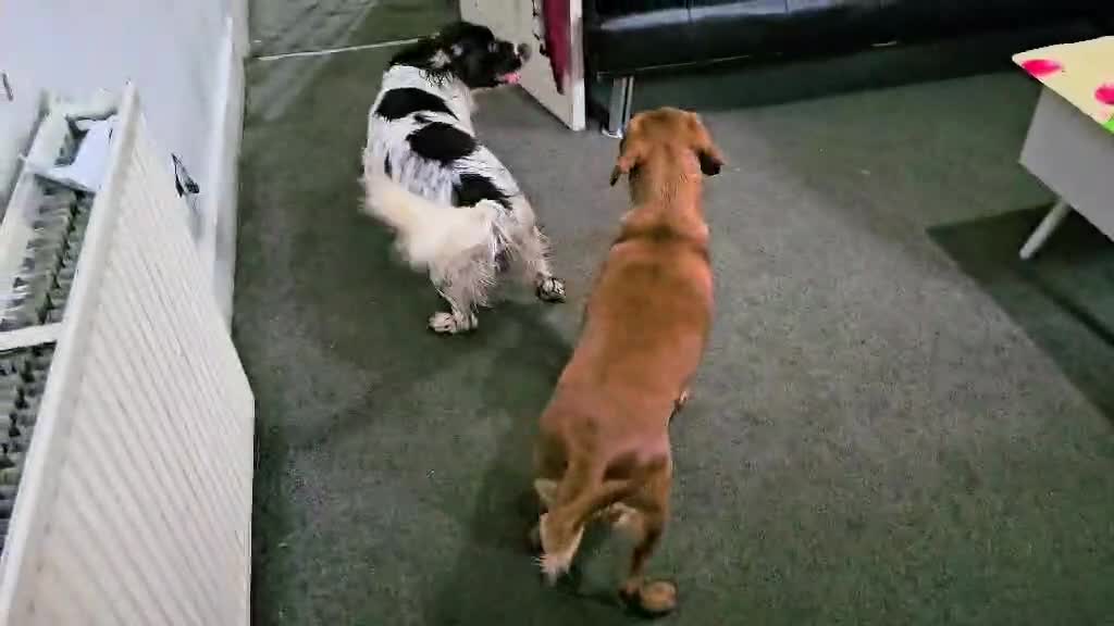 Sprocker dogs for sale: Cocker spaniel x english springer spaniel  in Leeds - Video 3