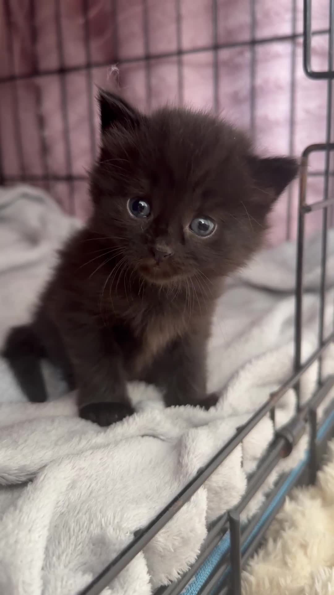 Mixed Breed cats for sale: Kittens for sale  - Video 5