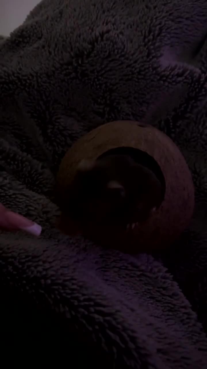 Hamster rodents for sale: brown syrian hamster  - Video 1