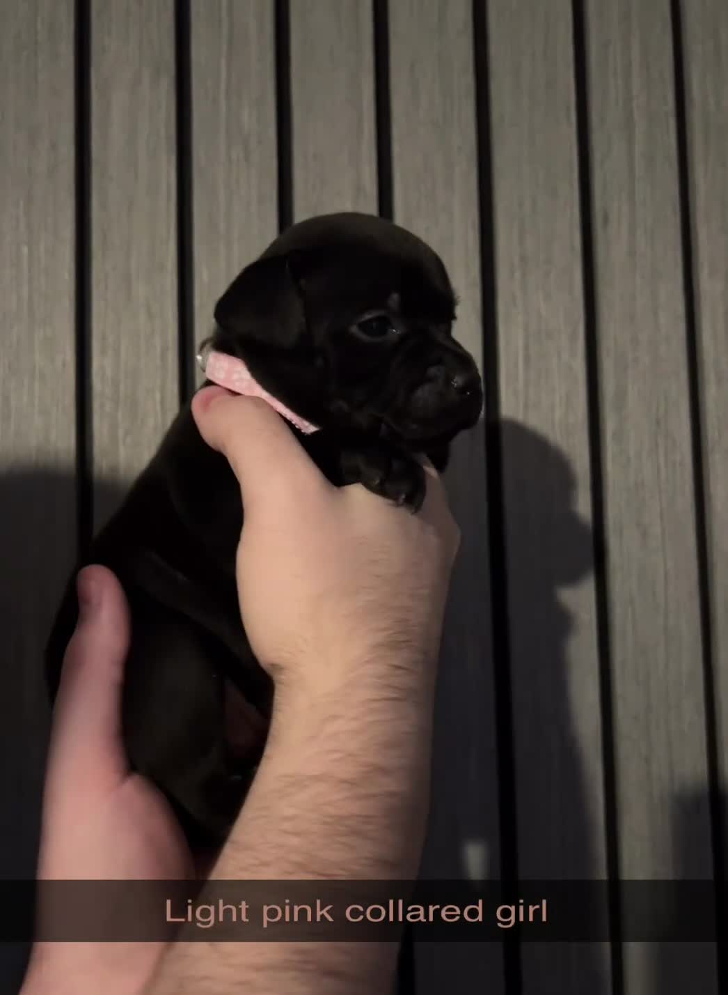 Staffordshire Bull Terrier dogs for sale: KC CHAMPION LINES STAFFORDSHIRE BULL TERRIER PUPS  - Video 1
