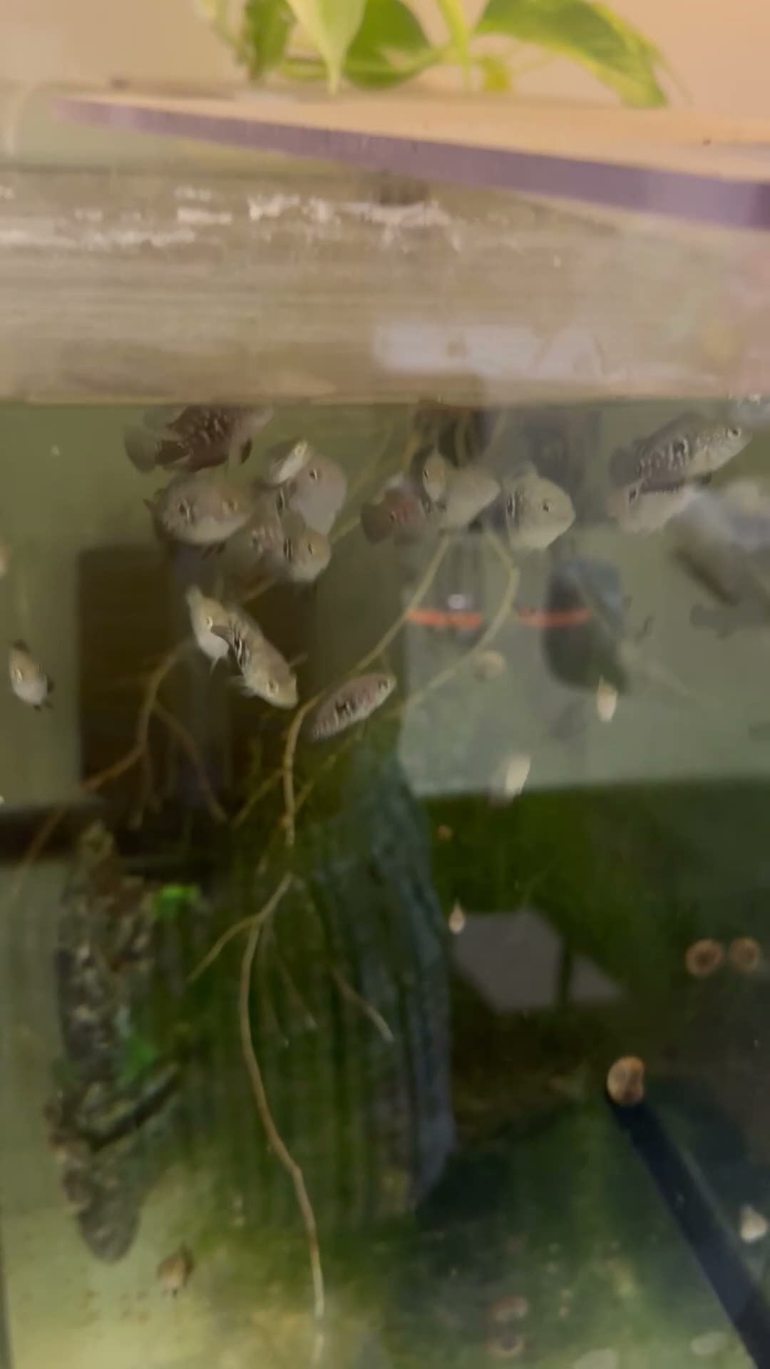 Cichlids fish for sale: Tiger Oscar  - Video 1