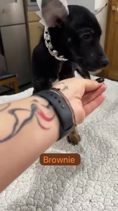 Mexican Hairless dogs for sale: Mexican Xoloitzcuintli coated/hairless mini - Video 3