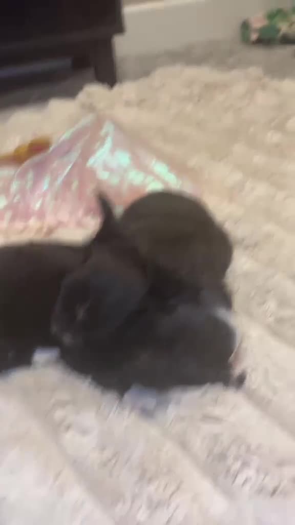 Chihuahua dogs for sale: Chihuahua puppies  in Dereham - Video 2