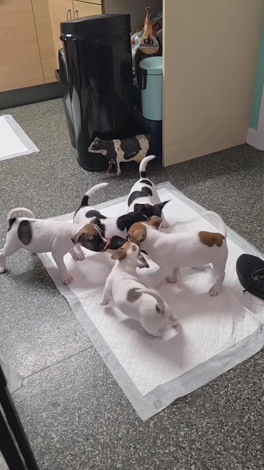 Mixed Breed dogs for sale: French bull dogs cross jack Russell  - Video 1