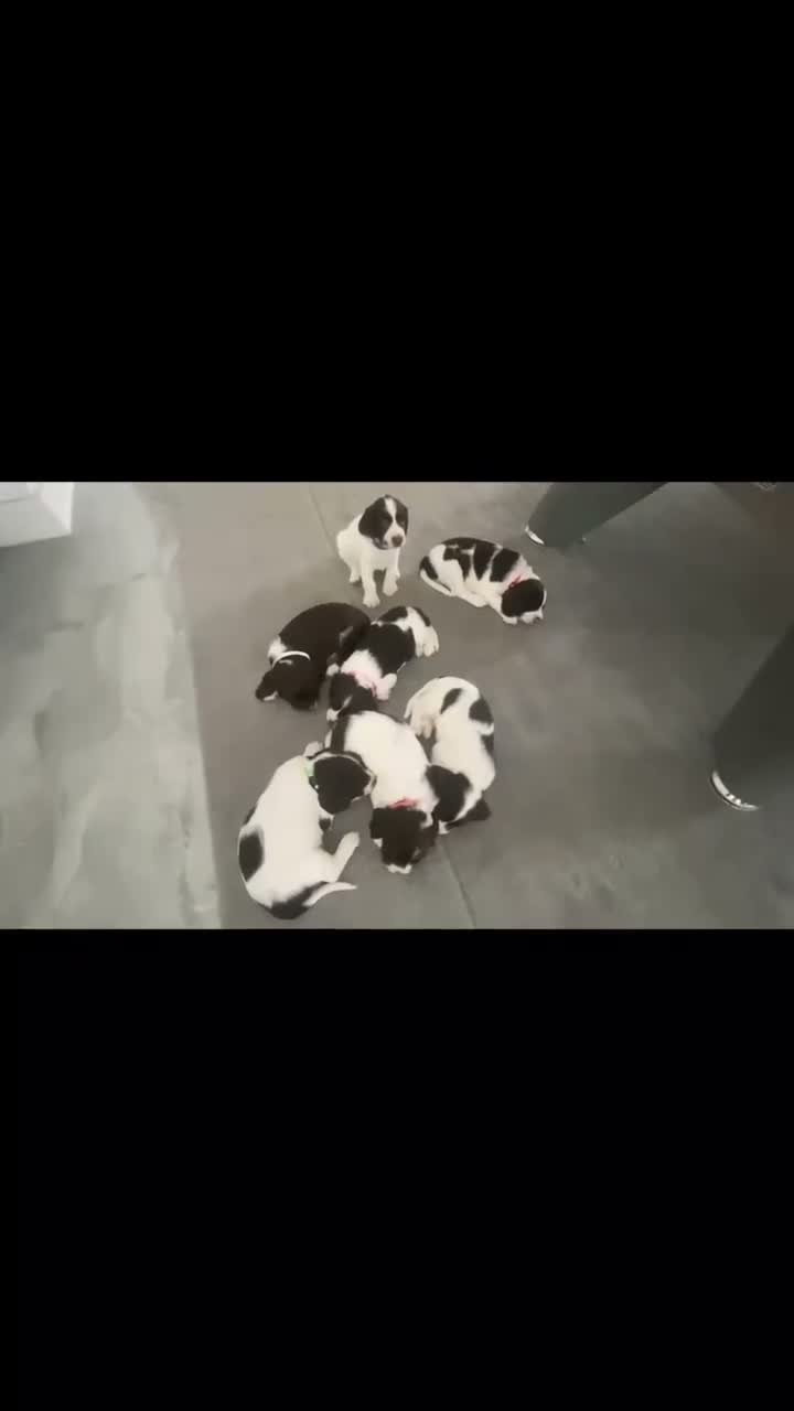 English Springer Spaniel dogs for sale: Gorgeous Family-Raised Springer Spaniel Puppies - Video 2