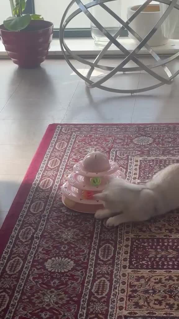 Scottish Fold cats for sale: Scottish male  - Video 1