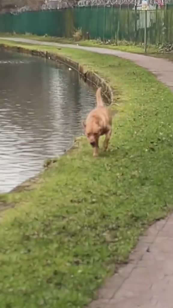 Labrador Retriever dogs for sale: Stunning Fox Red Labrador – 14 Months Old in Leigh - Video 2