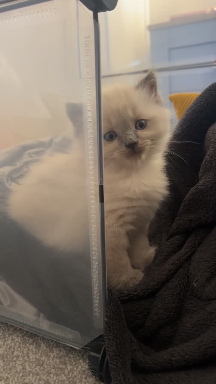 Ragdoll cats for sale: BOY x ragdoll kitten - Video 1