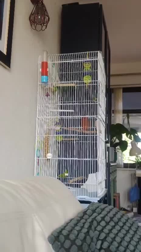Canaries birds for sale: Beautiful male red and black canary  - Video 1