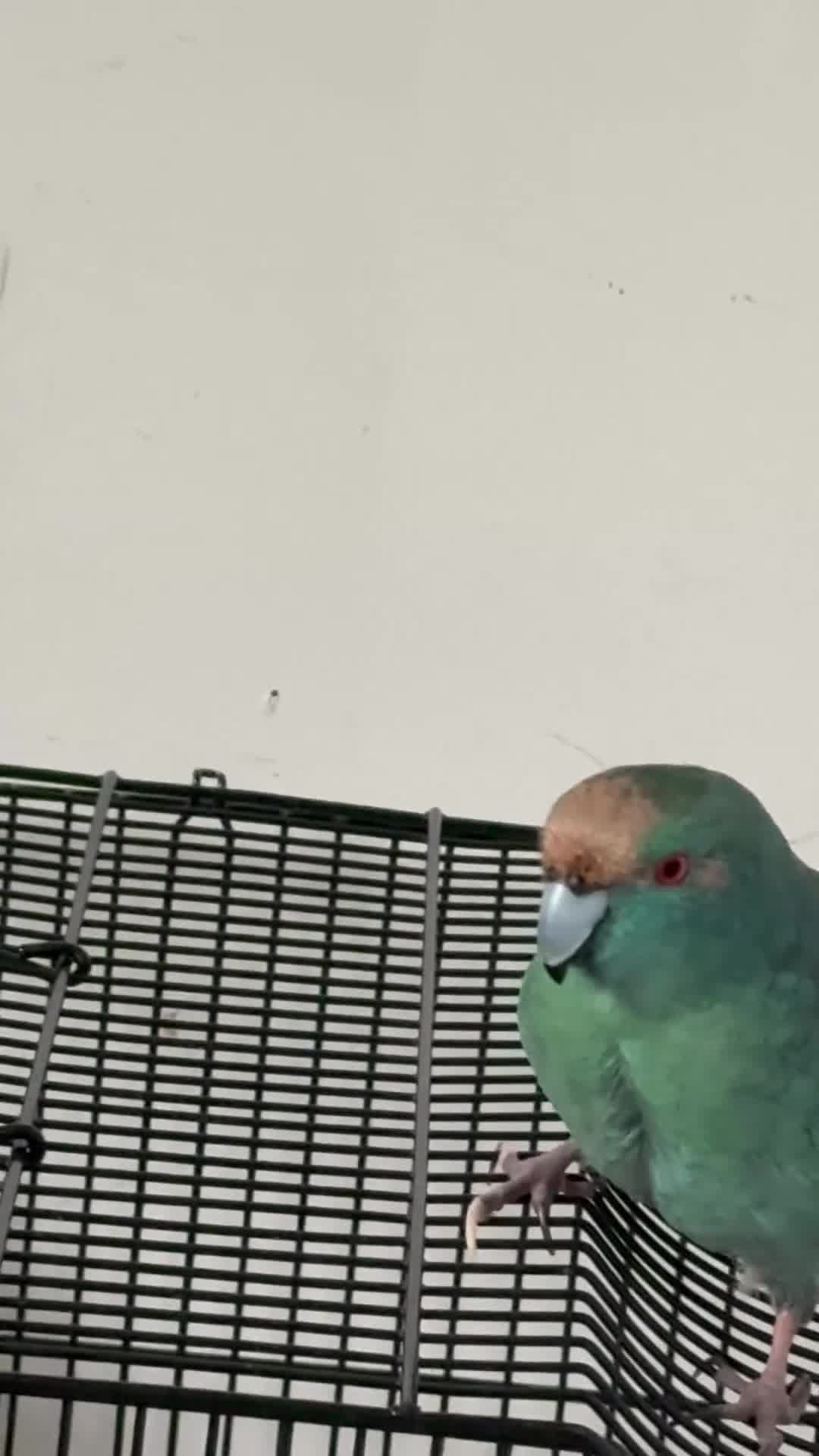 Parrots birds for sale: Blue Kakariki Parrot - Video 2