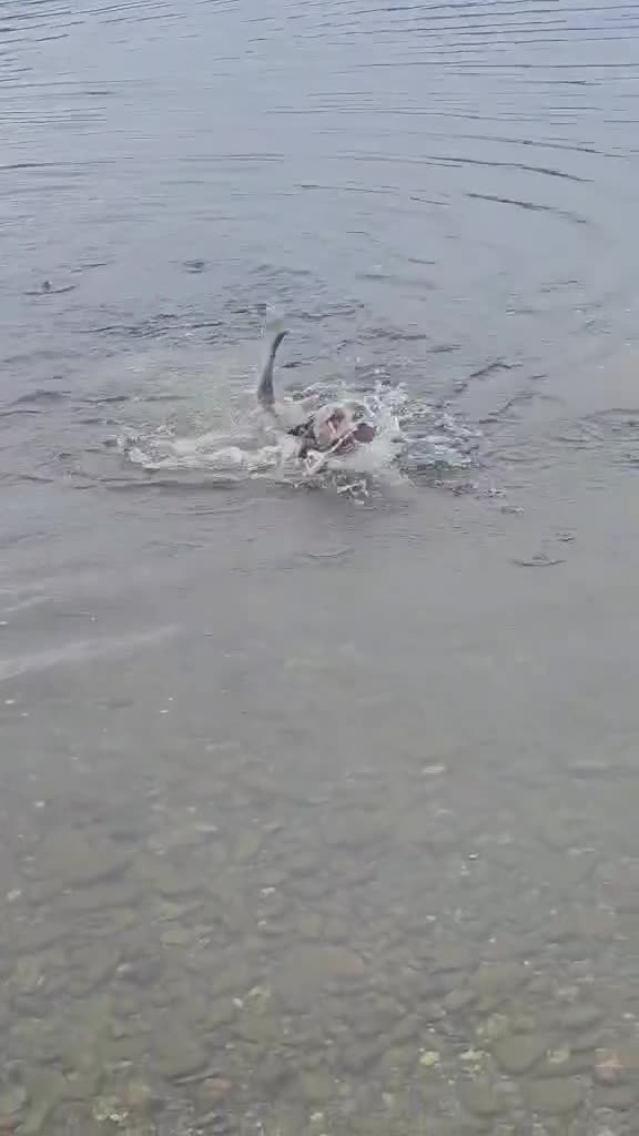 American Bully dogs for sale: Marley - Merle Pocket Bully - Age 2 - Video 1