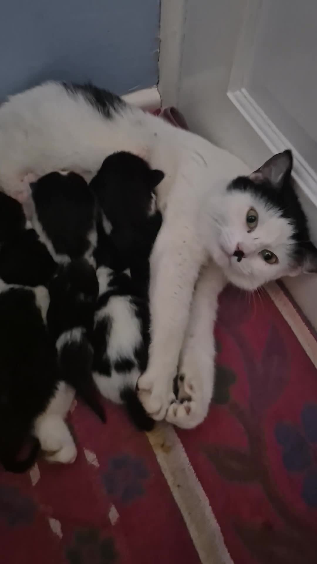 Mixed Breed cats for sale: 3 boys 2 girls  - Video 1