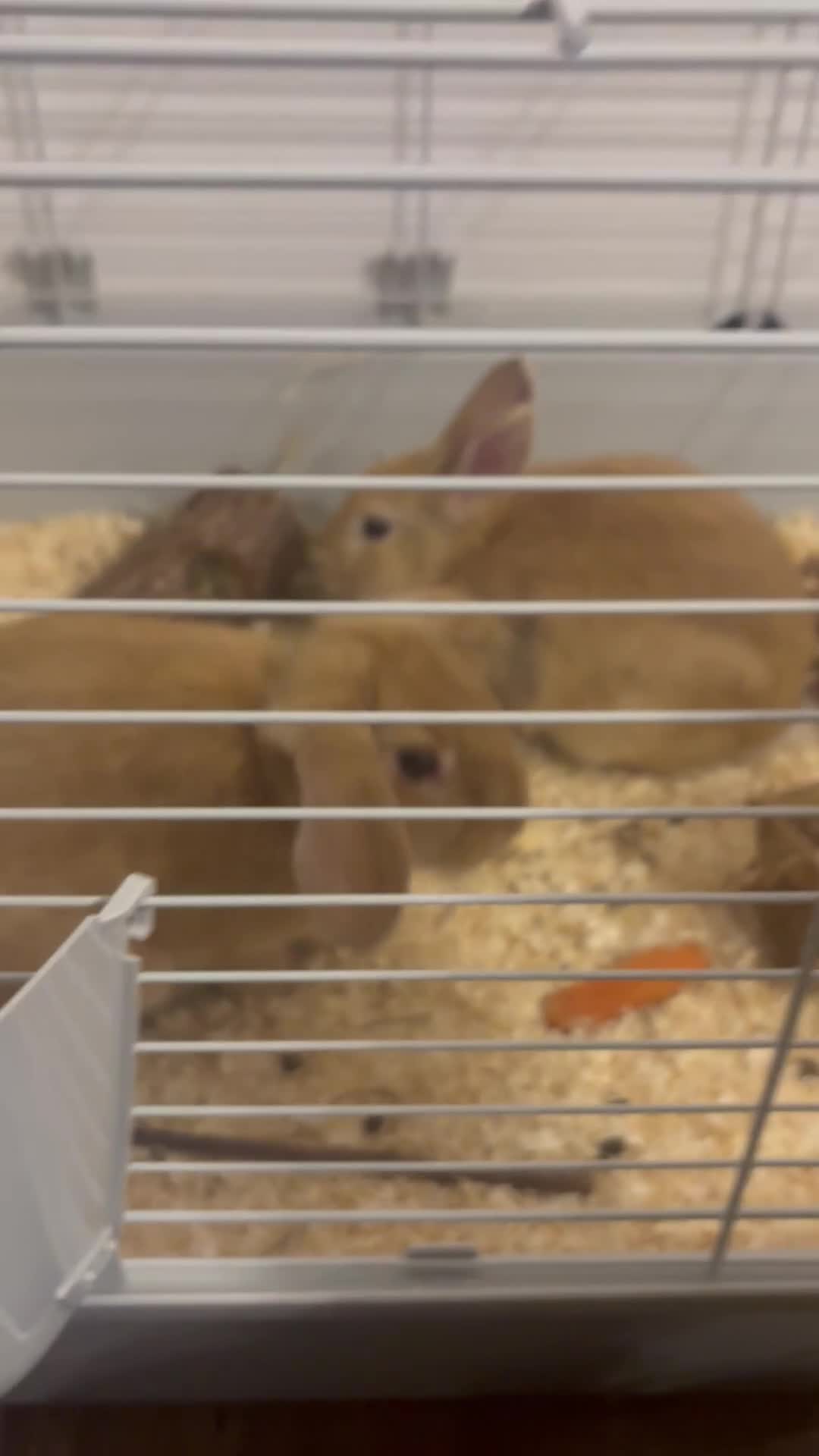 Mixed Breed rabbits for sale: 2 Male Rabbit  - Video 1
