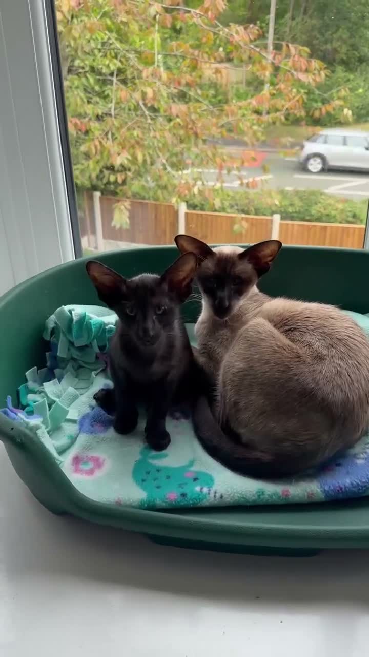 Oriental cats for sale: Oriental and Siamese kittens.  - Video 1